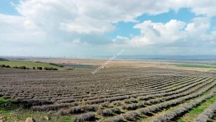 Çanakkale Gelibolu Kavakköyde Satılık Lavanta Tarlası 7