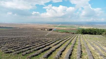 Çanakkale Gelibolu Kavakköyde Satılık Lavanta Tarlası 10