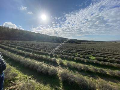 Çanakkale Gelibolu Kavakköyde Satılık Lavanta Tarlası 5
