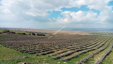 Çanakkale Gelibolu Kavakköyde Satılık Lavanta Tarlası 6
