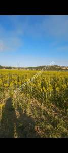 Ç.kale Gelibolu Kavakköy Nehirden--Denize 15 Dönüm 7