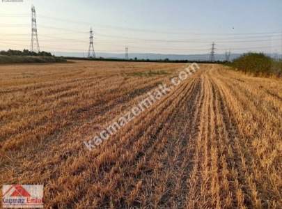 Gelibolu Kavak Köy Nehire Ve Köye Sıfır 40 Dönüm 11