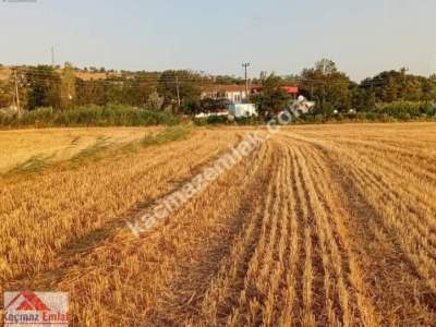 Gelibolu Kavak Köy Nehire Ve Köye Sıfır 40 Dönüm 5