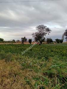 Gelibolu Sütlüce Boğaz Ve Köprü Manzaralı İmara Yakın 5