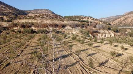 Denizli Buldan Yenicekent Satılık Zeytinlik 3