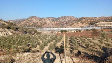 Denizli Buldan Yenicekent Satılık Zeytinlik