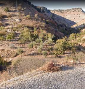 Asfalta Sıfır Nizip Tatlıcakda 560M2 Tek Tapu Fıstıklık 7