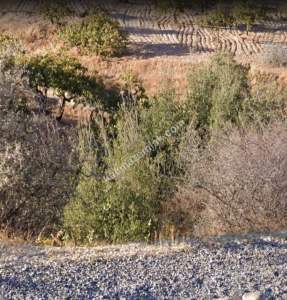 Asfalta Sıfır Nizip Tatlıcakda 560M2 Tek Tapu Fıstıklık 17