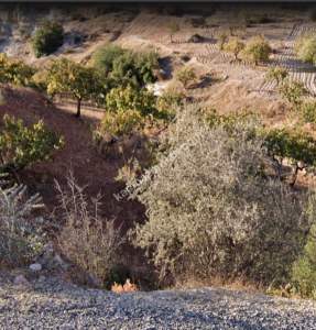 Asfalta Sıfır Nizip Tatlıcakda 560M2 Tek Tapu Fıstıklık 9