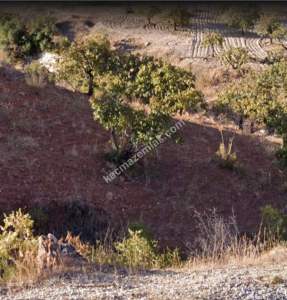 Asfalta Sıfır Nizip Tatlıcakda 560M2 Tek Tapu Fıstıklık 14