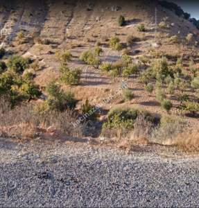 Asfalta Sıfır Nizip Tatlıcakda 560M2 Tek Tapu Fıstıklık 13