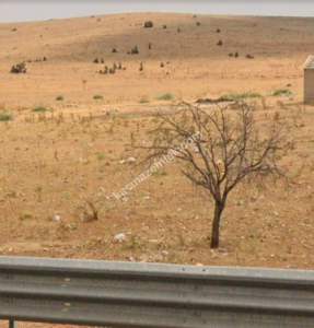 Anayol Üstü Küllüde Yan Yana 2 Adet 9 Dönüm Uygun Tarla 15