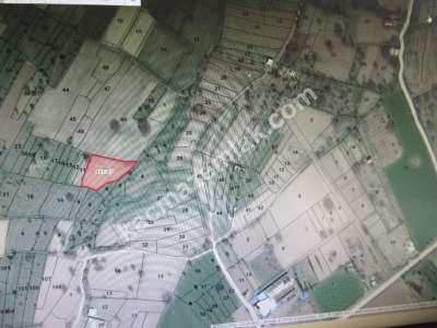 Develi Güneyaşagı Mah M2 1613 Bahçe 3