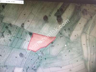 Develi Güneyaşagı Mah M2 1613 Bahçe 1