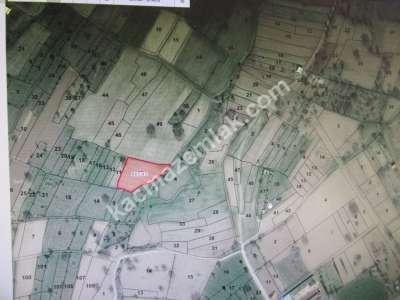 Develi Güneyaşagı Mah M2 1613 Bahçe 5