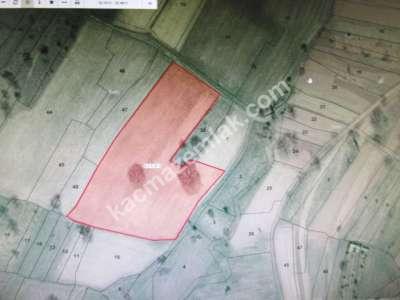 Develi Güneyaşagı Mah Sarayhalı Karşısı M2 6,310 Tarla 5