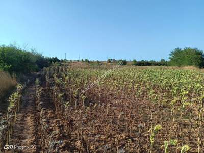 Kırklareli Babaeski Taşağıl Köyünde Satılık Tarla 8
