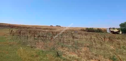 Kırklareli - Lüleburgaz - Çiftlikköy'de 2.000 M2 Tarla 3