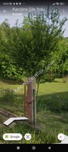 Kocaeli Akçaova Da Satılık 1530.36 M2 Findık Tarlası 6