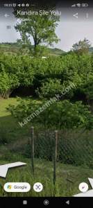 Kocaeli Akçaova Da Satılık 1530.36 M2 Findık Tarlası 10