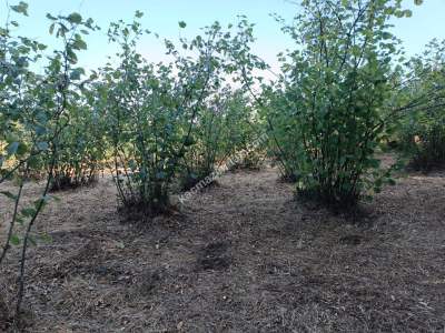 Kocaeli Kandıra Karaağaç 20 Dönüm Yatırımlık İki Tarla 12