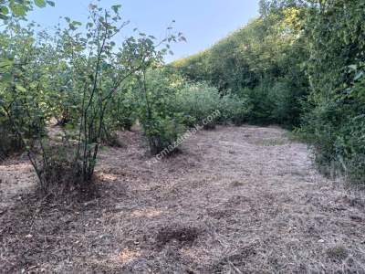 Kocaeli Kandıra Karaağaç 20 Dönüm Yatırımlık İki Tarla 11