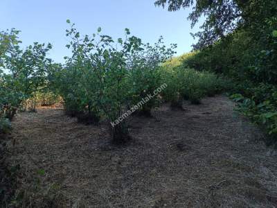 Kocaeli Kandıra Karaağaç 20 Dönüm Yatırımlık İki Tarla 17