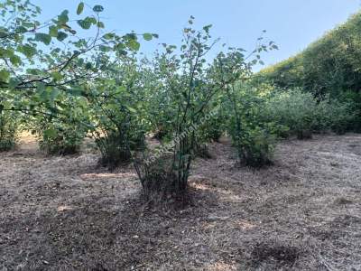 Kocaeli Kandıra Karaağaç 20 Dönüm Yatırımlık İki Tarla 10