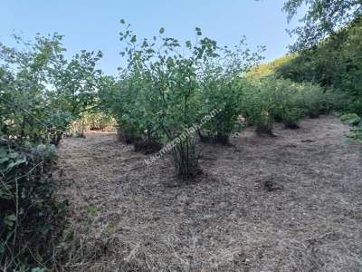 Kocaeli Kandıra Karaağaç 20 Dönüm Yatırımlık İki Tarla 14