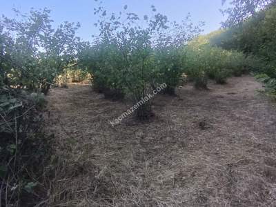 Kocaeli Kandıra Karaağaç 20 Dönüm Yatırımlık İki Tarla 16