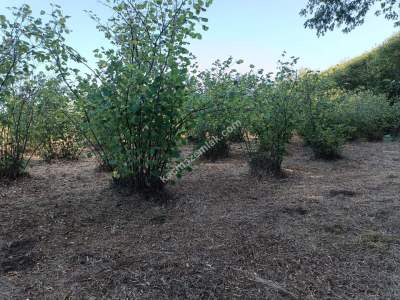 Kocaeli Kandıra Karaağaç 20 Dönüm Yatırımlık İki Tarla 13