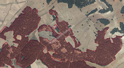 Satılık Tarla Kütahya Aslanapa Çamdibi 1182 M2 2