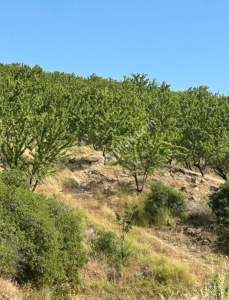 Manisa Kulada Satılık Badem Ve Ceviz Tarlası 11