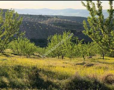 Manisa Kulada Satılık Badem Ve Ceviz Tarlası 1
