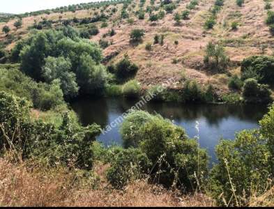 Manisa Kulada Satılık Badem Ve Ceviz Tarlası 4