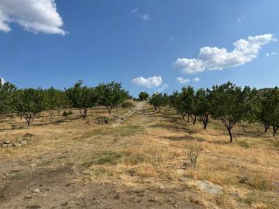 Manisa Kulada Satılık Badem Ve Ceviz Tarlası 8