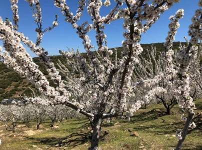 Manisa Kulada Satılık Badem Ve Ceviz Tarlası 10