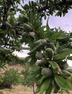 Manisa Kulada Satılık Badem Ve Ceviz Tarlası 7