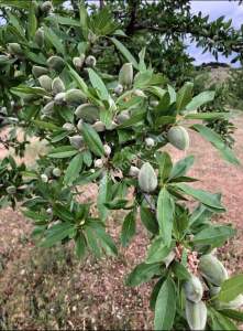 Manisa Kulada Satılık Badem Ve Ceviz Tarlası 5