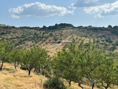 Manisa Kulada Satılık Badem Ve Ceviz Tarlası 2