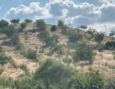 Manisa Kulada Satılık Badem Ve Ceviz Tarlası 12