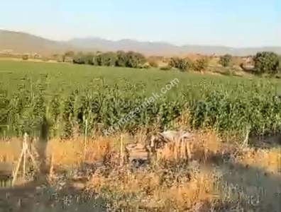 Muğla Milas Bahçeburun Köyü'nde Satılık Tarla 2