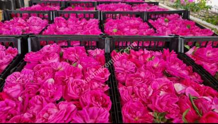 Niğde’de Şam Gülü Çiftliği Satışta! 11