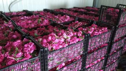 Niğde’de Şam Gülü Çiftliği Satışta! 18