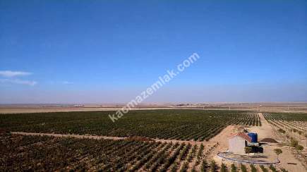 Niğde’de Şam Gülü Çiftliği Satışta! 24