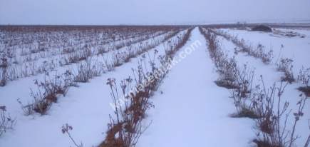 Niğde’de Şam Gülü Çiftliği Satışta! 17