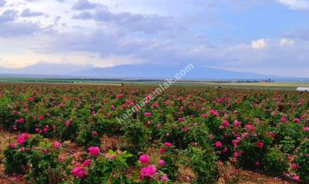 Niğde’de Şam Gülü Çiftliği Satışta! 2