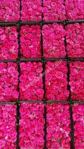 Niğde’de Şam Gülü Çiftliği Satışta! 12