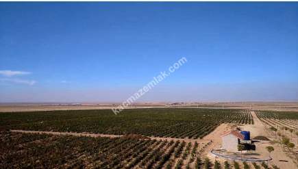 Niğde’de Şam Gülü Çiftliği Satışta! 4