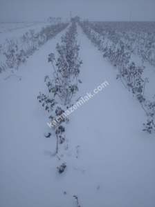 Niğde’de Şam Gülü Çiftliği Satışta! 23